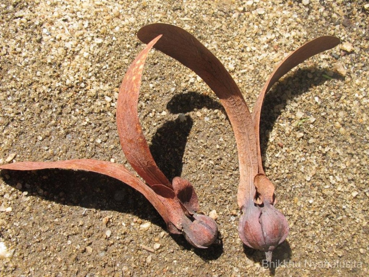 Dipterocarpus zeylanicus Thwaites